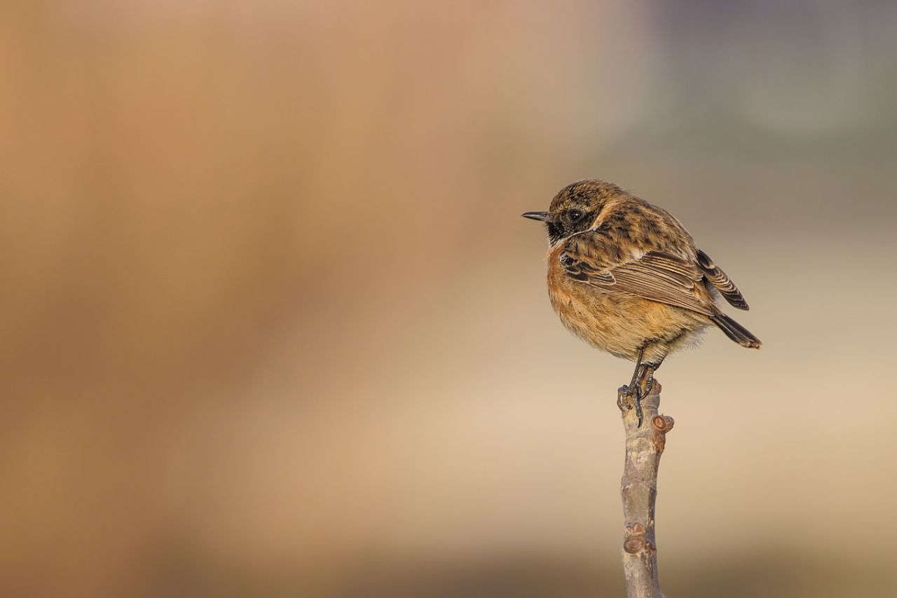 Saltimpalo (Saxixola torquata)